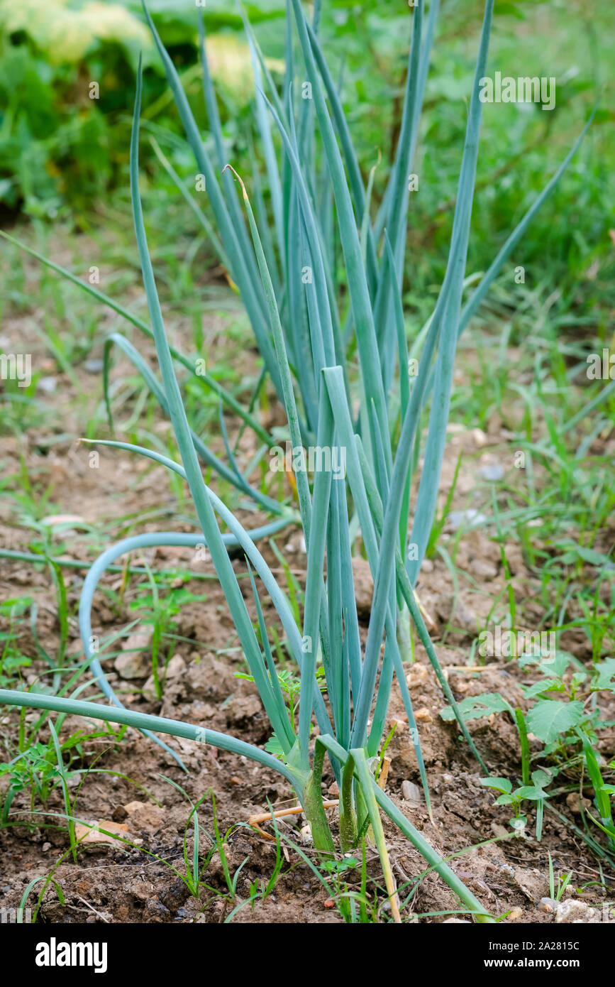 Frisches Grün Frühlingszwiebeln in Garten Schalotten Schnittlauch Shalotte Bereich organische Landwirtschaft Lebensmittel Kraut Stockfoto