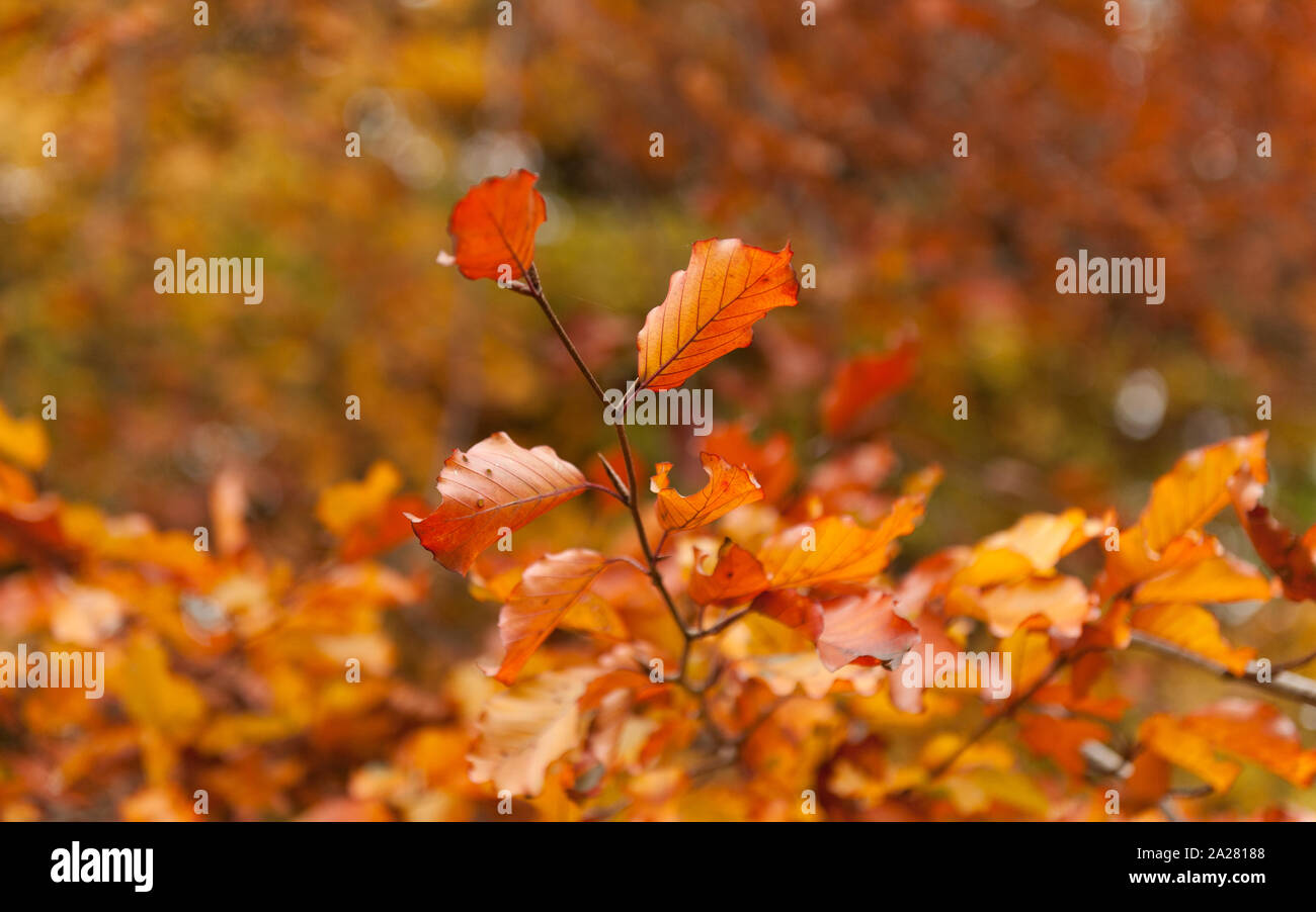 Gefallen lassen im Herbst Stockfoto