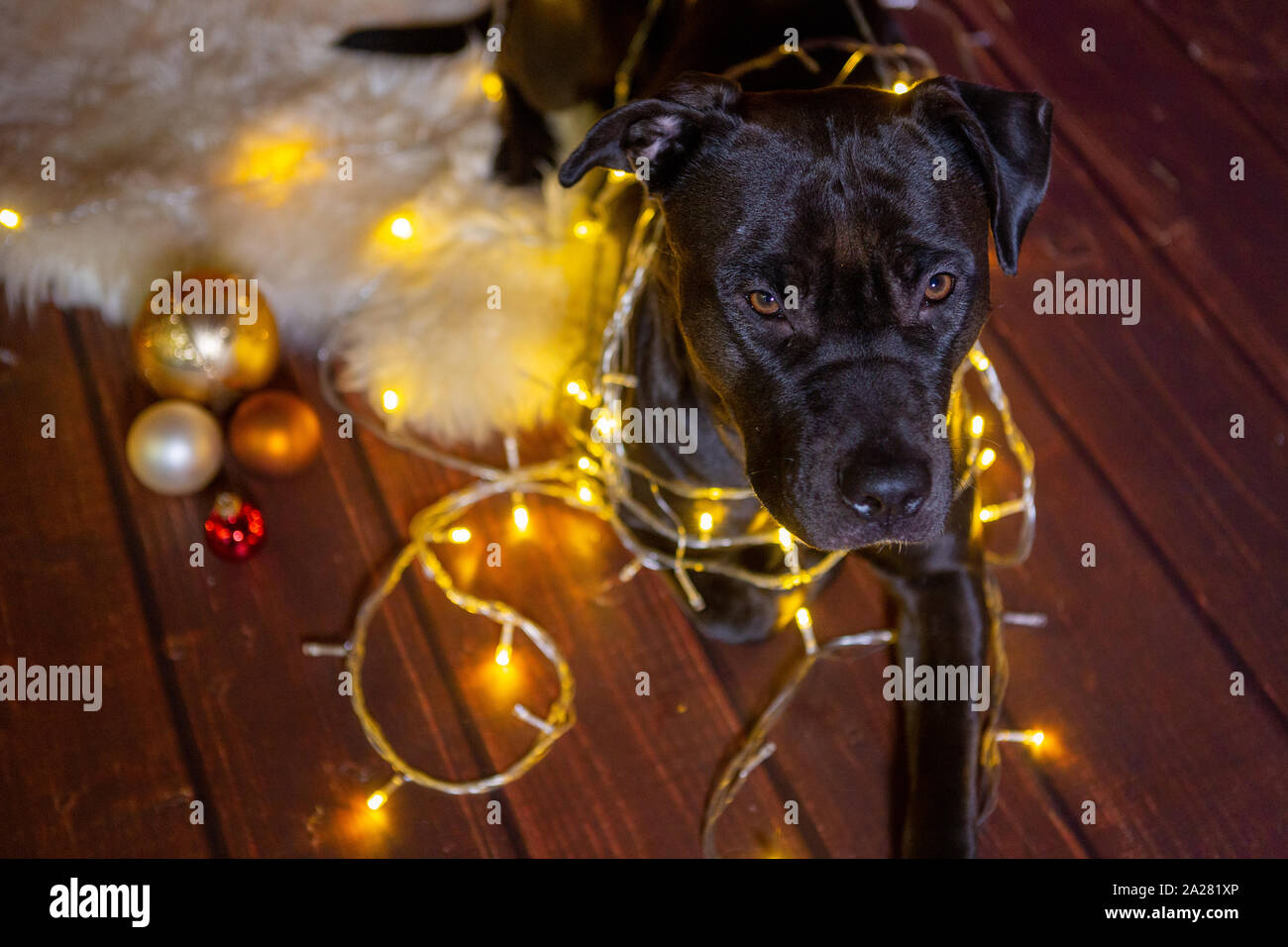 Trauriger Hund sitzen unter einem Weihnachtsbaum Stockfoto