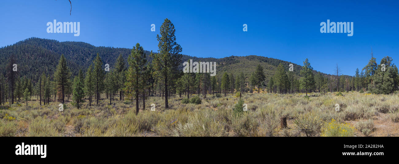 Blick auf Pinien wachsen über eine Wiese in den Bergen des amerikanischen Westens. Stockfoto