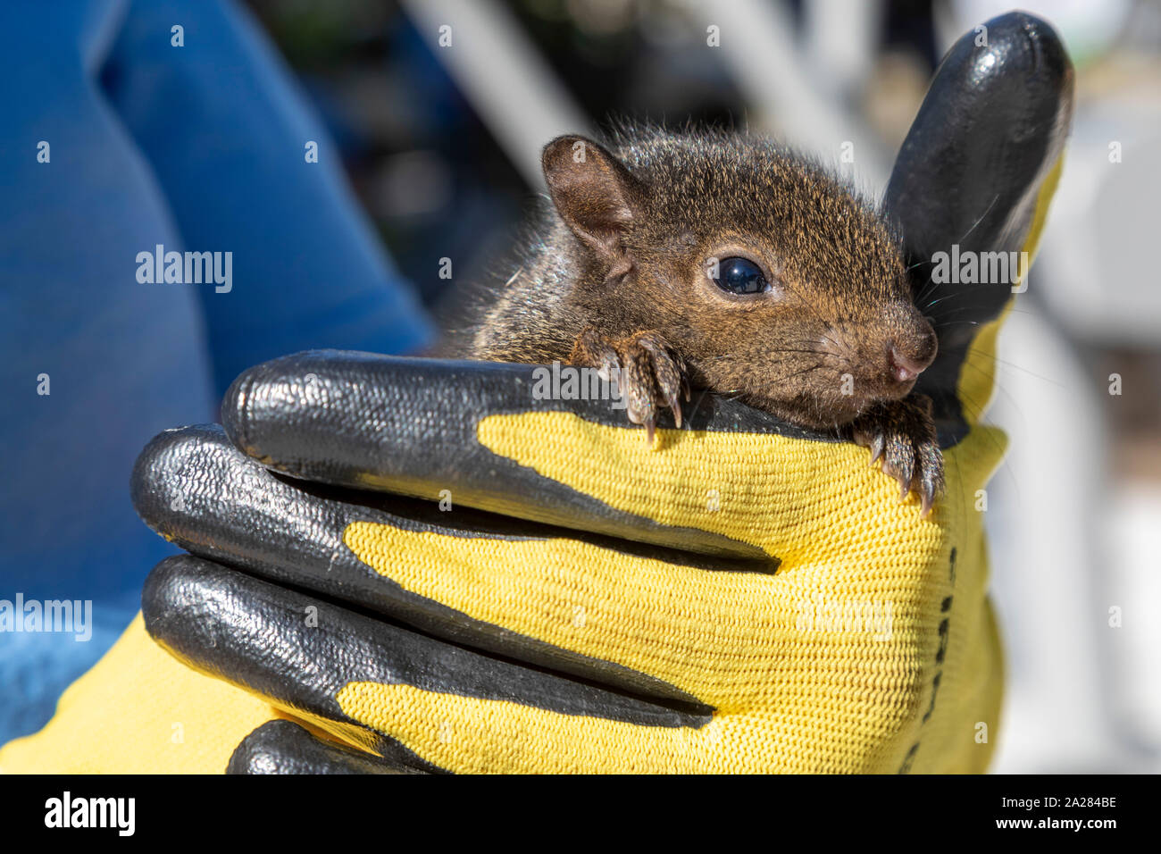 Detroit, Michigan - hält eine Frau ein Baby Eichhörnchen, dass sie fürchtete, die von freiwilligen Installation von Trainingsgeräten in einem Community Park mit Füßen getreten würden. Stockfoto