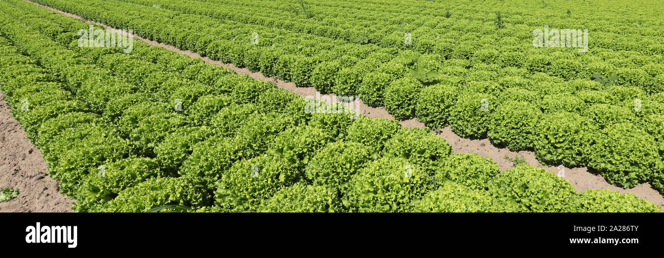 Viele Büschel von grünen Salat in einem großen Feld Stockfoto