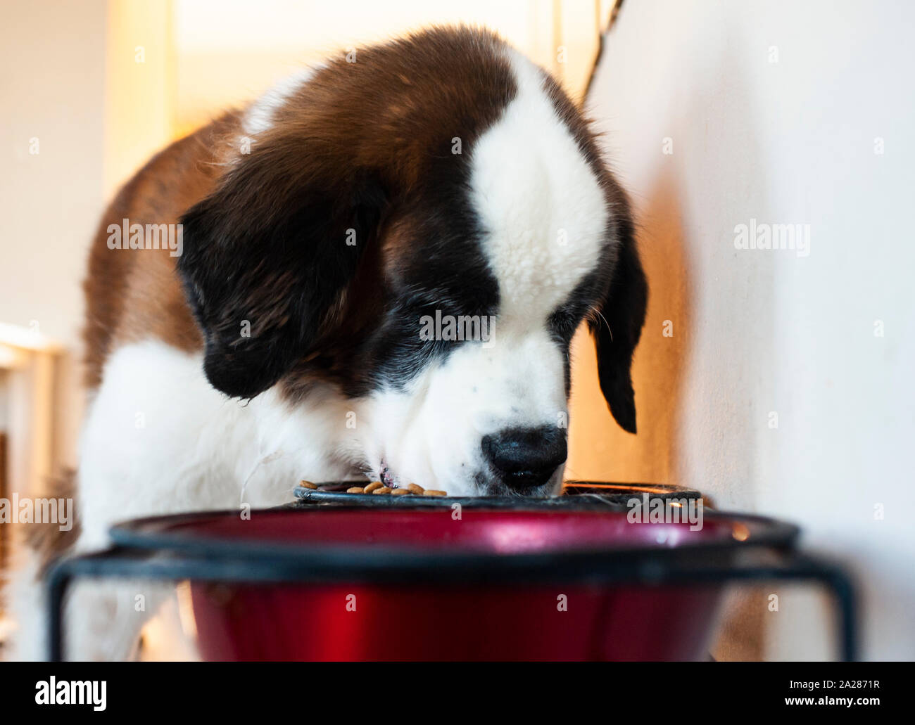 Großen St. Bernard Hund essen seine Nahrung aus der Schüssel zu Hause Stockfoto