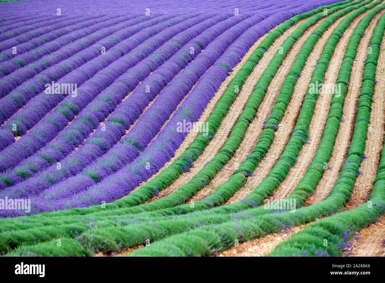 Einem Lavendelfeld in voller Blüte nach den ersten Zeilen des Lavendels abgeschnitten wurden, wie die Ernte beginnt, Plateau de Valensole, in der Nähe von Puimoisson Provence - EIN Stockfoto