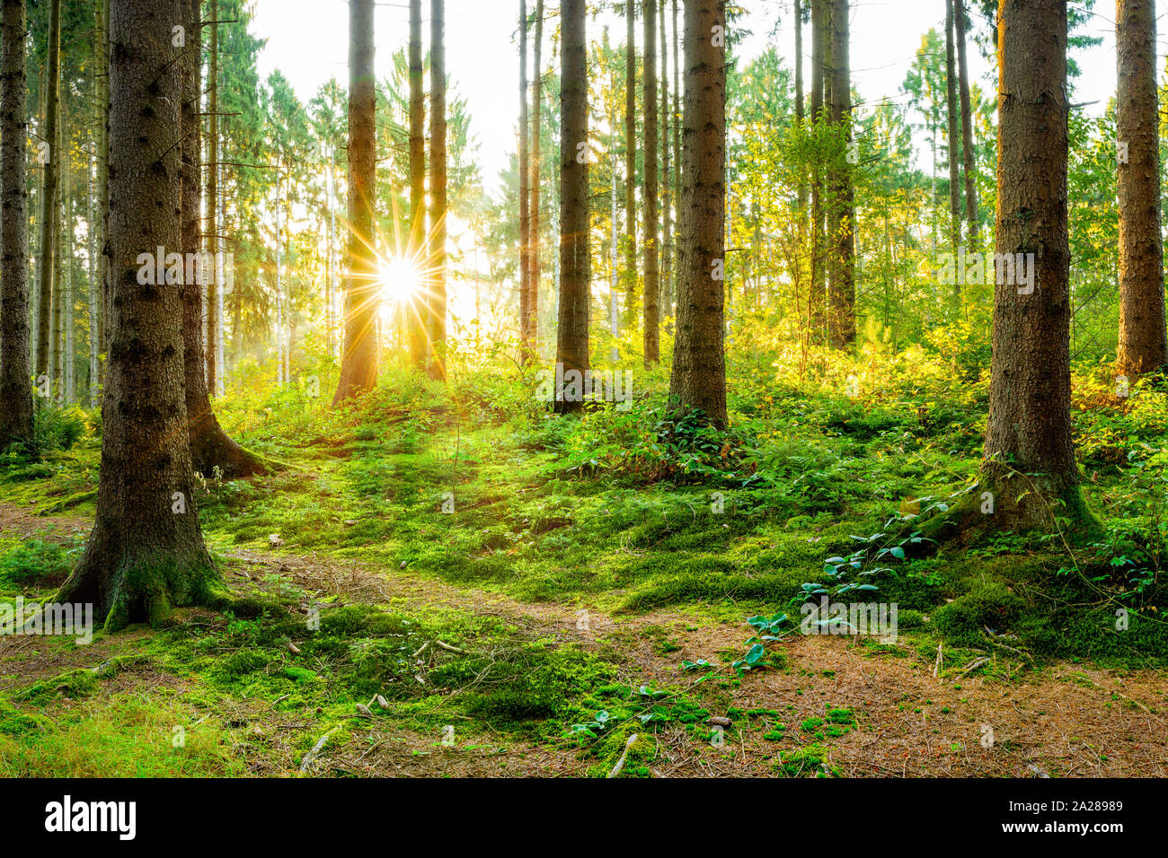 Was Ist Orange Und Läuft Durch Den Wald Waldlichtung -Fotos und -Bildmaterial in hoher Auflösung – Alamy