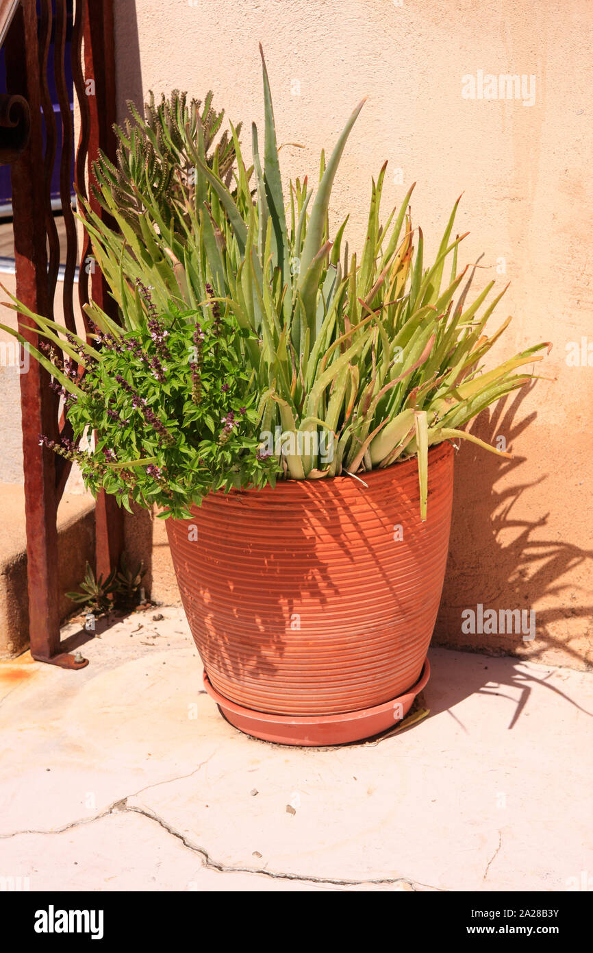 Pflanzen wie Aloe Vera in einem Terrakottatopf drauen in der Sonne sitzt  Stockfotografie - Alamy