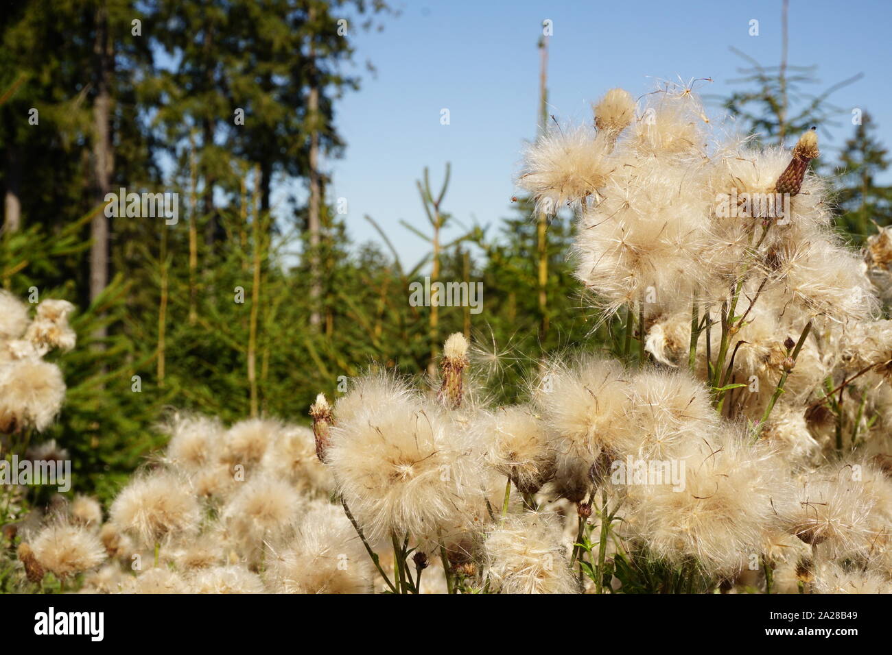 Pusteblume Wünsch dir was Allgäuer Natur Blume weiß Stockfoto