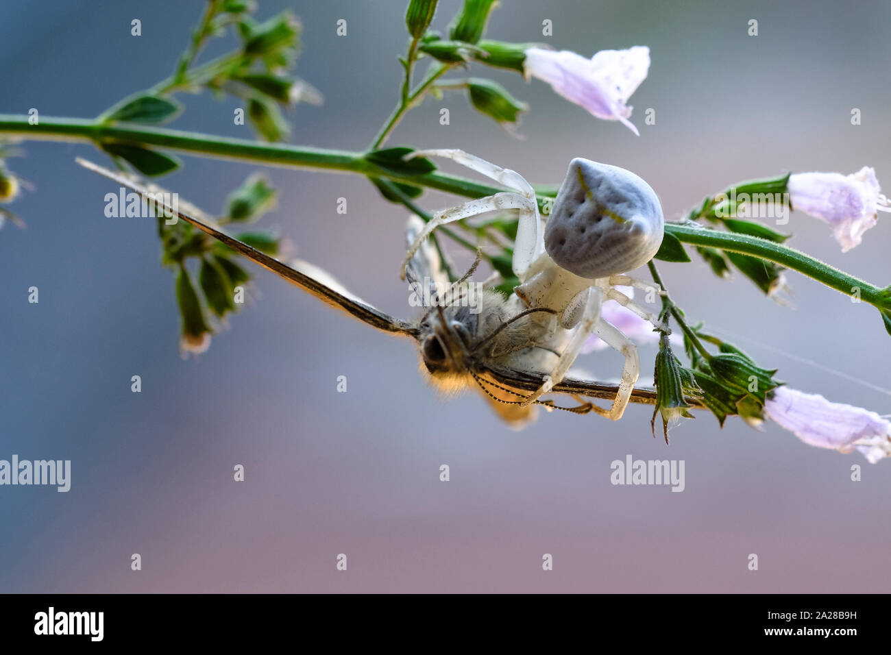 Weiße spinne Jagd Schmetterling im Ökosystem der wilden Blume, insekt Tiere wildlife Stockfoto