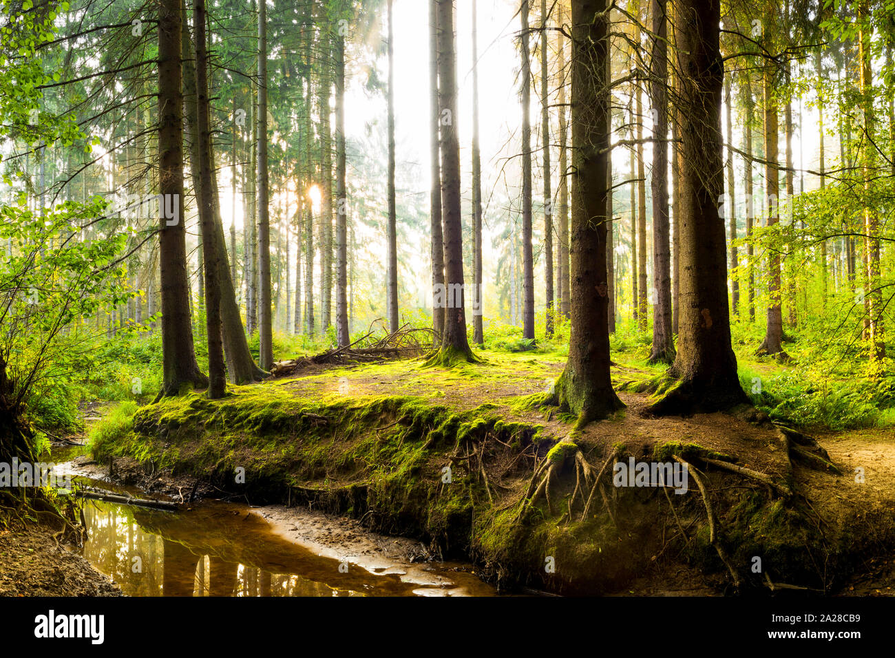 Schönen Wald im Frühling mit hellen Sonnenlicht durch die Bäume Stockfoto