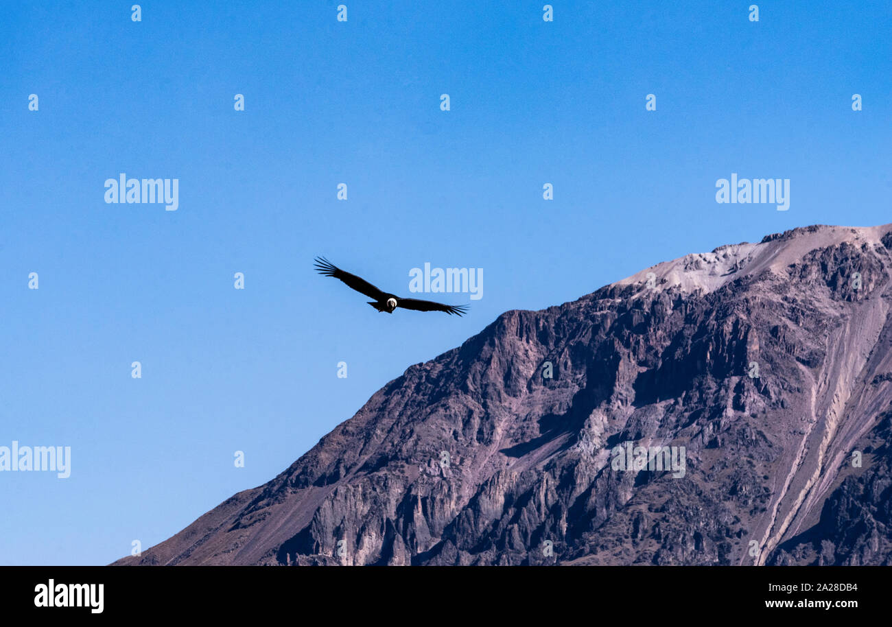 Colca Canyon, Flying Condor, Arequipa, Anden, Peru, Südamerika. Stockfoto