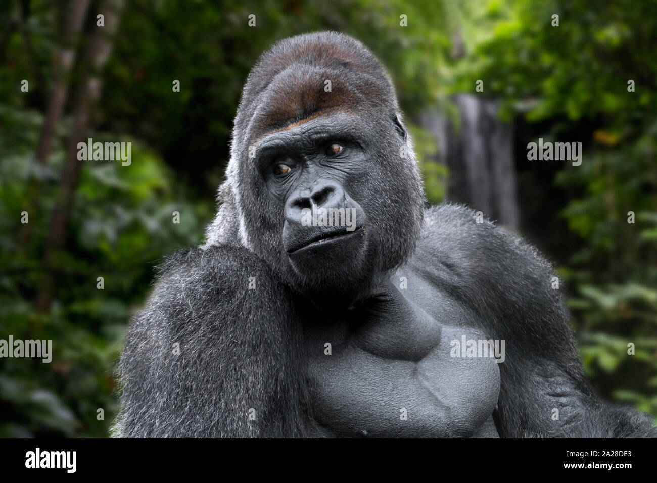 Westlicher Flachlandgorilla (Gorilla Gorilla Gorilla) männlicher Silberrücken, der im tropischen Regenwald Zentralafrikas beheimatet ist (Digital Composite) Stockfoto