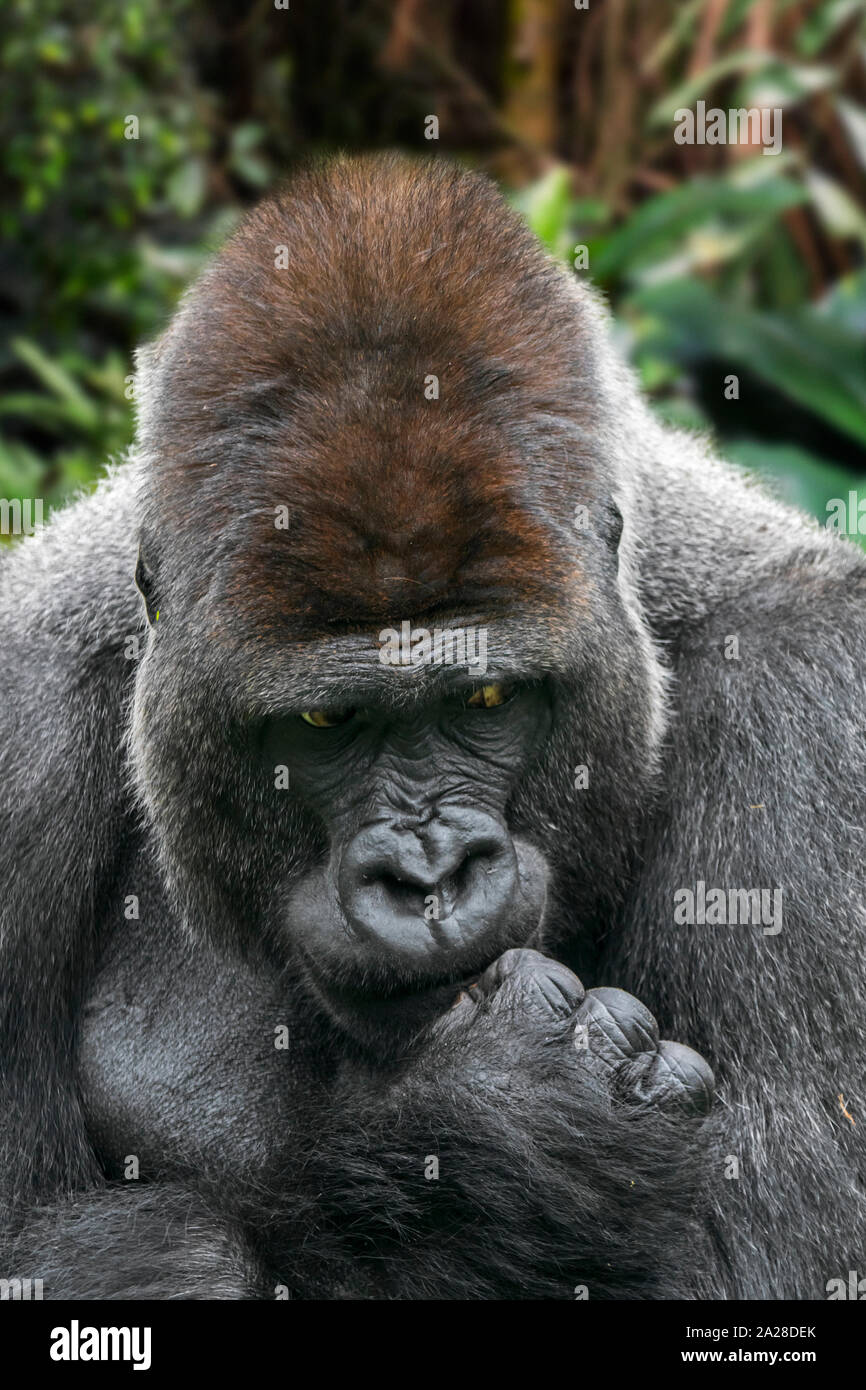 Westlicher Flachlandgorilla (Gorilla gorilla Gorilla) männliche Silverback native auf tropischen Regenwald in Zentralafrika Stockfoto