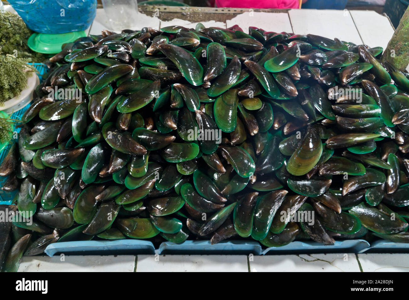 Nahaufnahme eines Haufens von rohen frischen Muscheln auf dem lokalen Fischmarkt. Haufen von nahrhaften Schalentiere Mollusk in Meeresfrüchte-Shop. Asiatische grüne Muschel. Meeresmuscheln. Nahaufnahme eines Stalls mit frisch gefischten Muscheln zum Verkauf Stockfoto