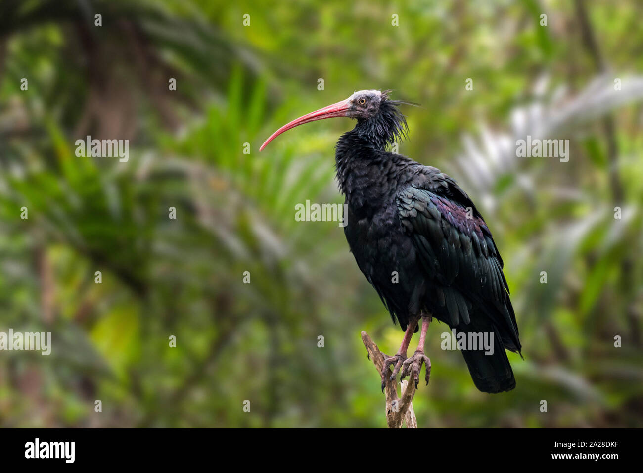 Northern bald Ibis/Einsiedler ibis/waldrapp (Geronticus eremita) im Baum gehockt, beheimatet in Marokko Stockfoto