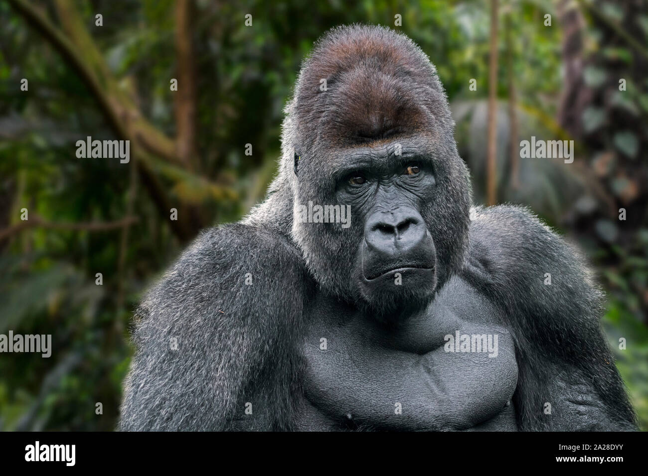 Westlicher Flachlandgorilla (Gorilla Gorilla Gorilla) männlicher Silberrücken, der im tropischen Regenwald in Zentralafrika beheimatet ist. Digitales Composite. Stockfoto