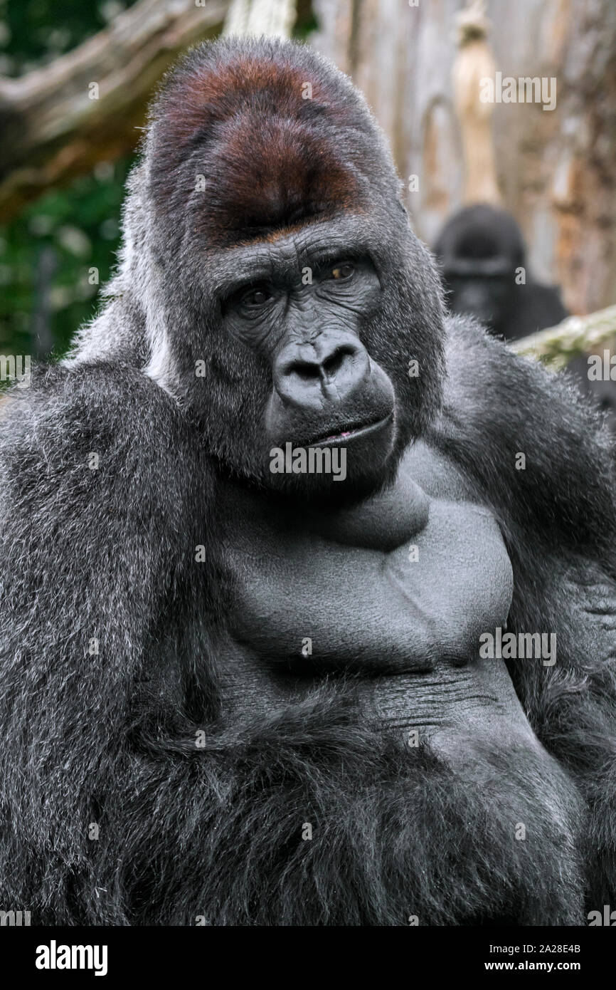 Westlicher Flachlandgorilla (Gorilla gorilla Gorilla) männliche Silverback native auf tropischen Regenwald in Zentralafrika Stockfoto