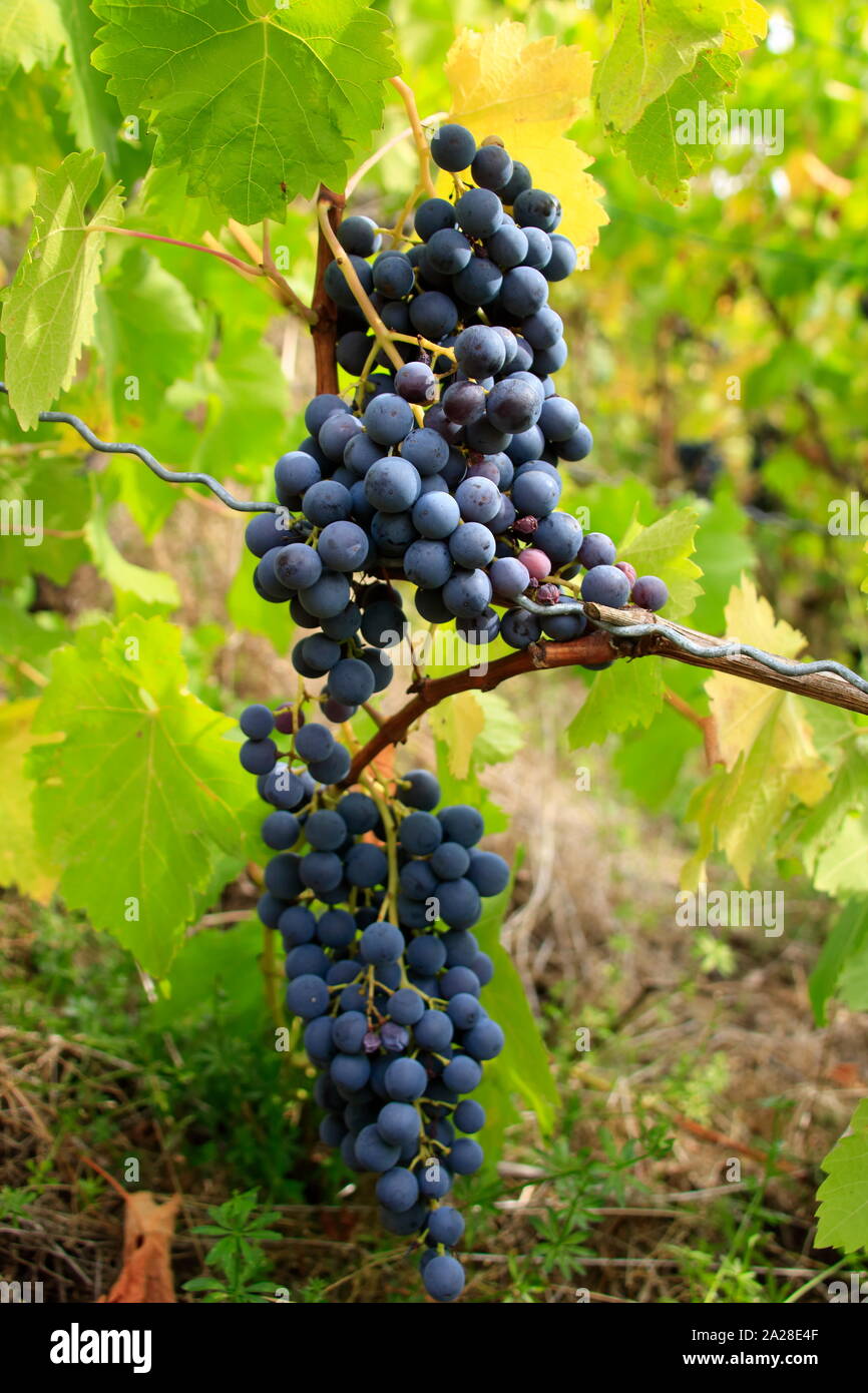 Rote Trauben im Herbst auf einem Weinstock Stockfoto