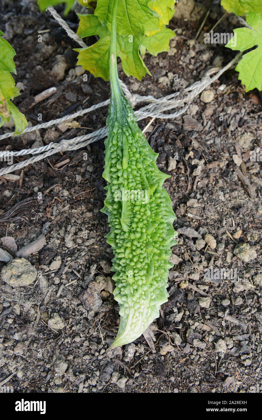 Bitter Melone Obst - auch als Balsam Birne bekannt - mit warty grüne Haut am Boden in einem ländlichen Zuteilung wächst Stockfoto