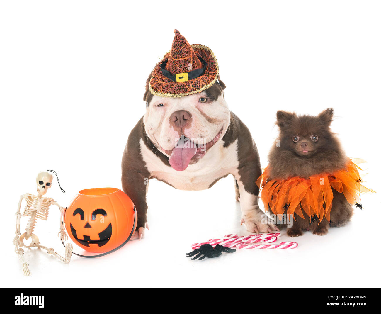 Männliche amerikanische Bully und spitz vor weißem Hintergrund Stockfoto