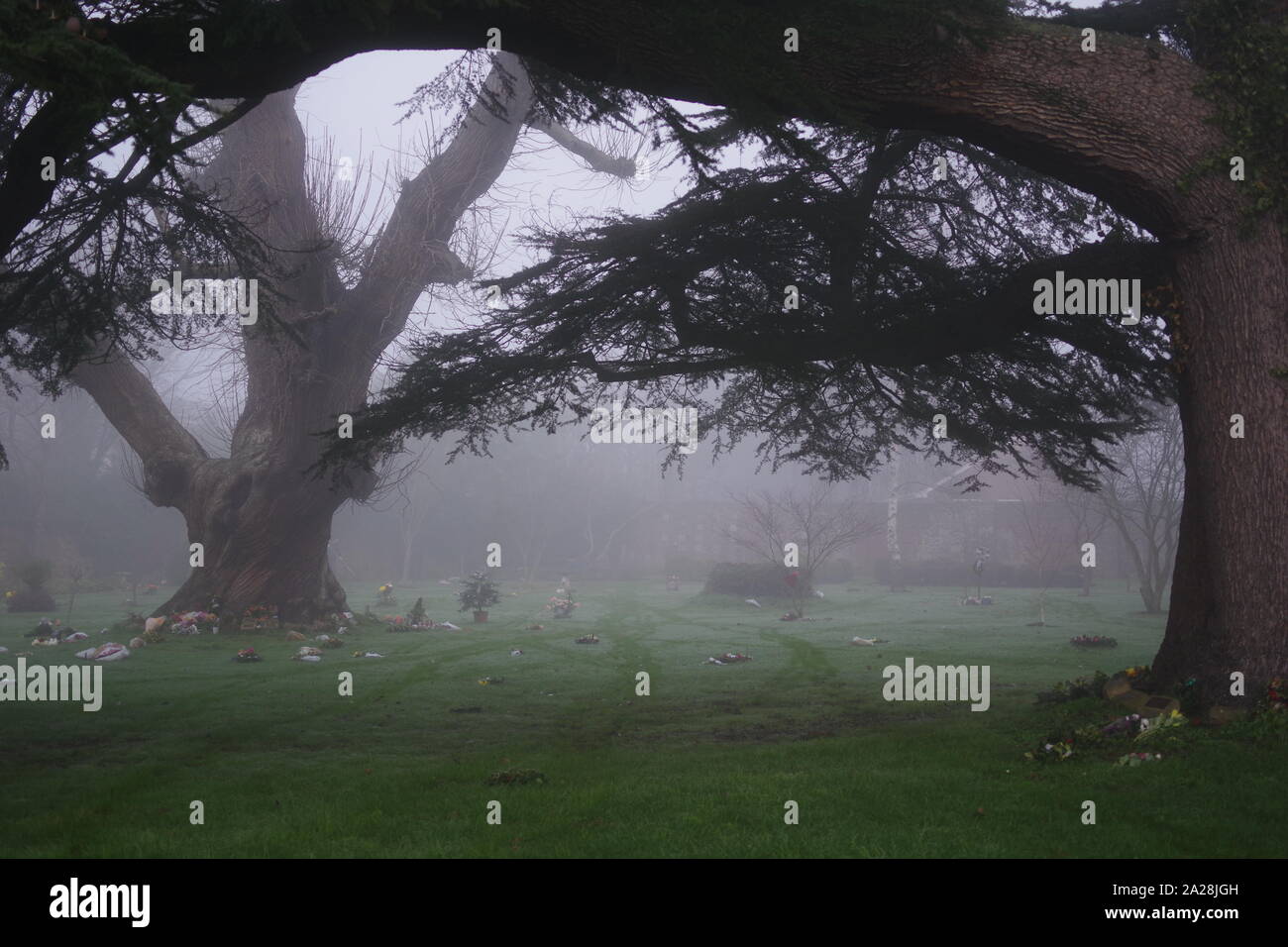 Reifen Libanon-zeder (Cedrus libani) Baum auf einem nebligen Wintertag. Exeter Krematorium. Devon, UK. Stockfoto