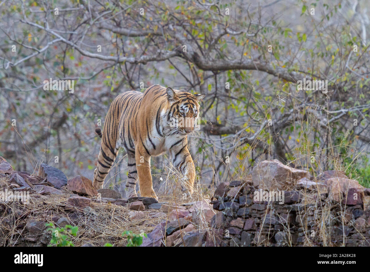 Royal Bengal Tiger oder Panthera tigris Tigris ar Ranthambore Nationalpark Rajasthan Indien Stockfoto
