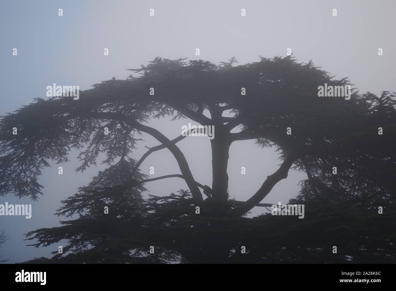 Reifen Libanon-zeder (Cedrus libani) Baum auf einem nebligen Wintertag. Exeter Krematorium. Devon, UK. Stockfoto