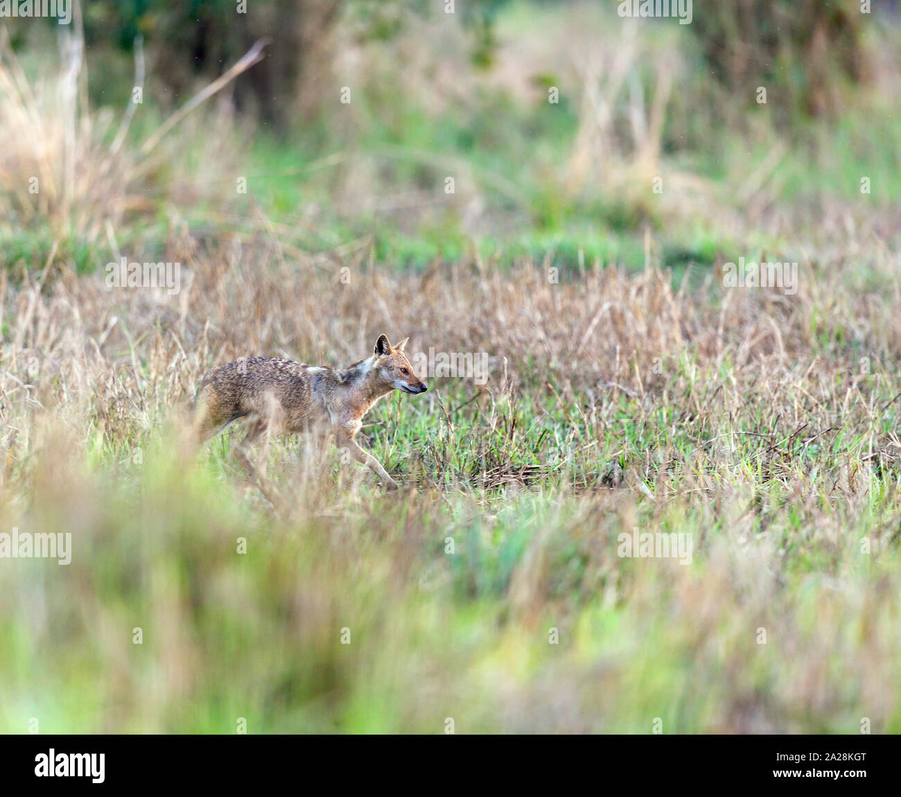 Golden Schakal oder Indischen gemeinsame Schakal oder Canis aureus in Kalkutta Stadtrand Jaguli Grünland Indien. Stockfoto