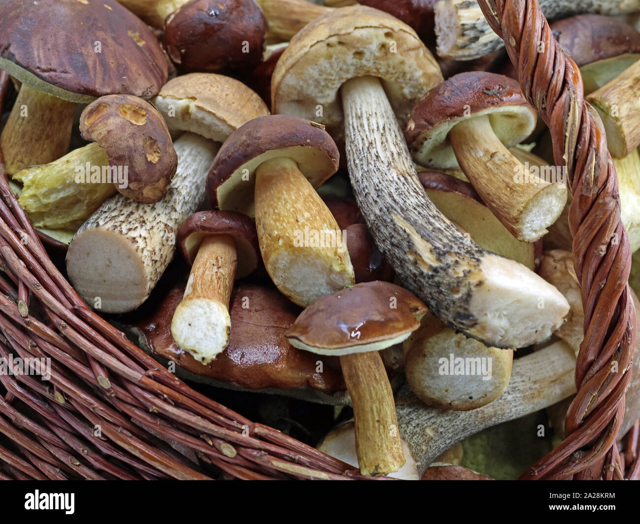 Nahaufnahme der frische Pilze im Korb isoliert auf weißem Hintergrund Stockfoto