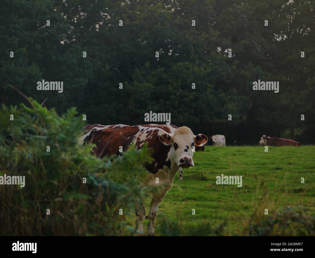 Vache dans un-Prés, troupeau de Vaches, vache à lait, vache ein VIANDE, vache Breton, vache qui broute de l herbe Stockfoto