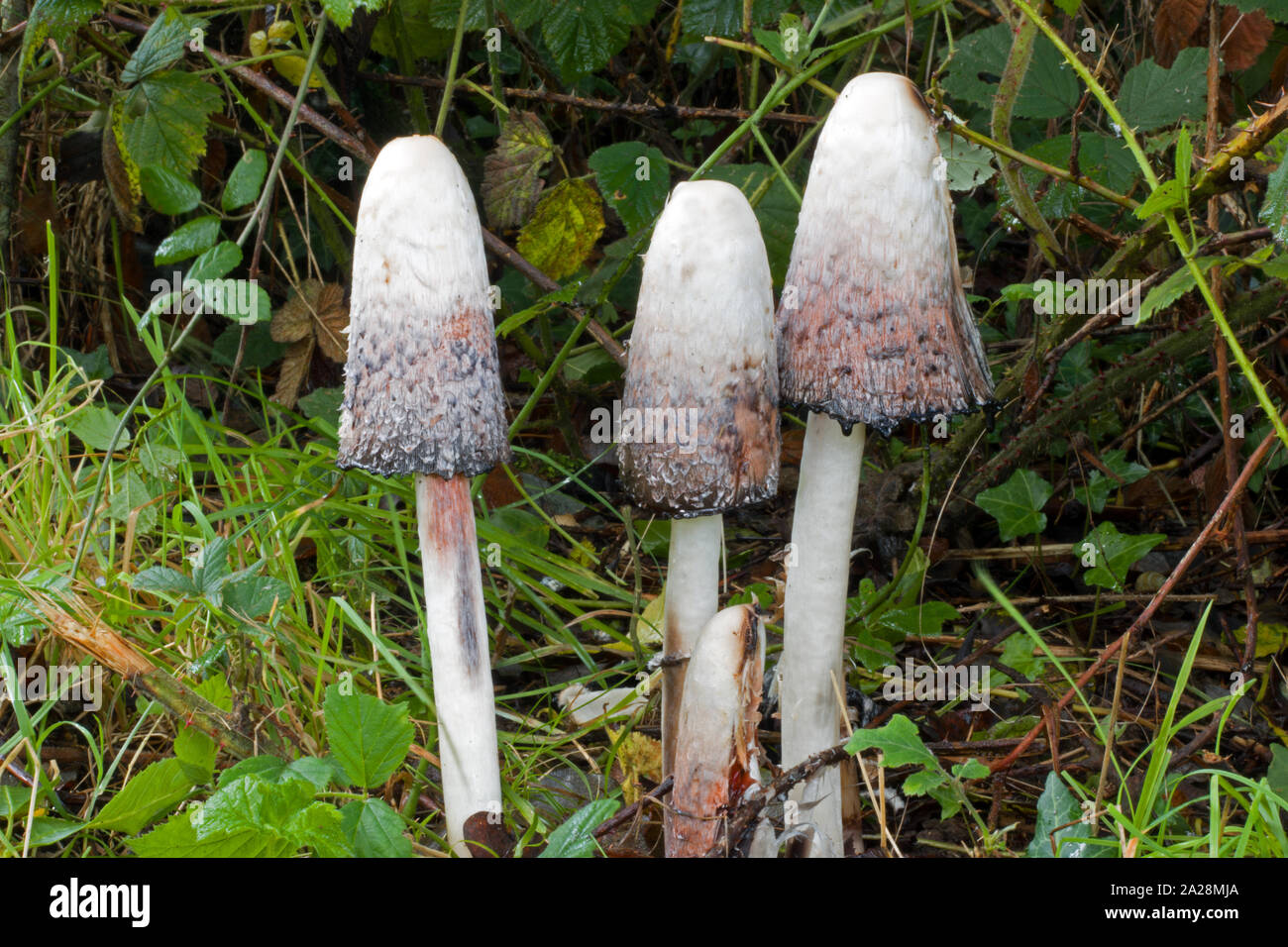 Pilz Am Straßenrand Stockfotos und -bilder Kaufen - Alamy