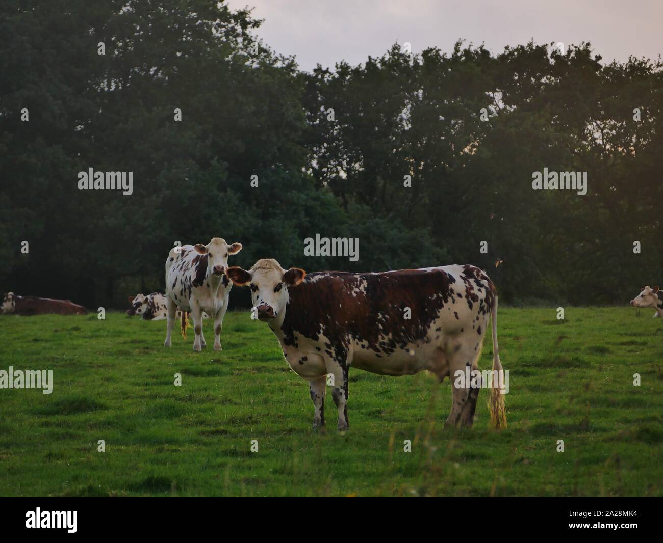 Vache dans un-Prés, troupeau de Vaches, vache à lait, vache ein VIANDE, vache Breton, vache qui broute de l herbe Stockfoto