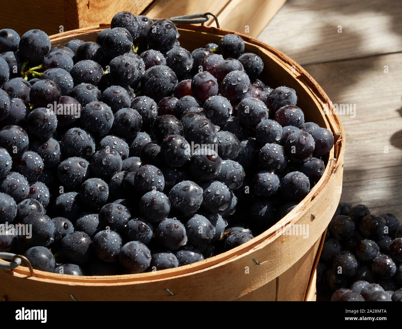 Eine Ernte Garten geschossen von blue Concord style Trauben ausserhalb in Körbe in der Sonne mit der Weine Stockfoto