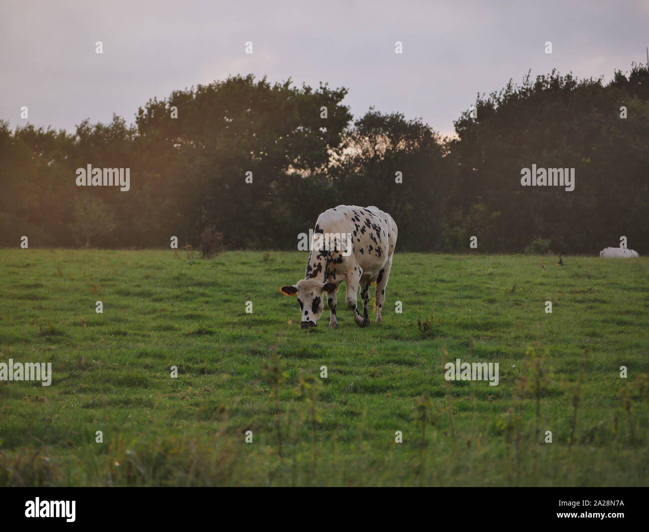 Vache dans un-Prés, troupeau de Vaches, vache à lait, vache ein VIANDE, vache Breton, vache qui broute de l herbe Stockfoto