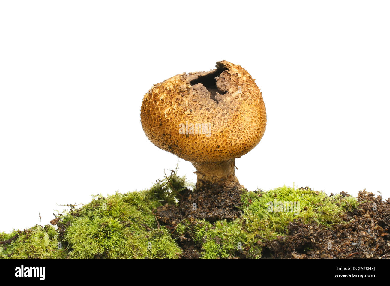 Reifen puffball Pilze wachsen in Moss vor einem weißen Hintergrund Stockfoto