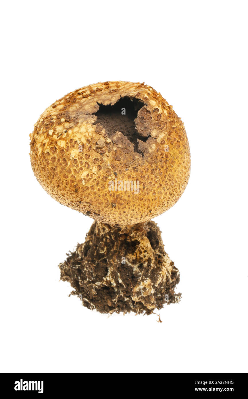 Reifen puffball Pilze gegen Weiße isoliert Stockfoto