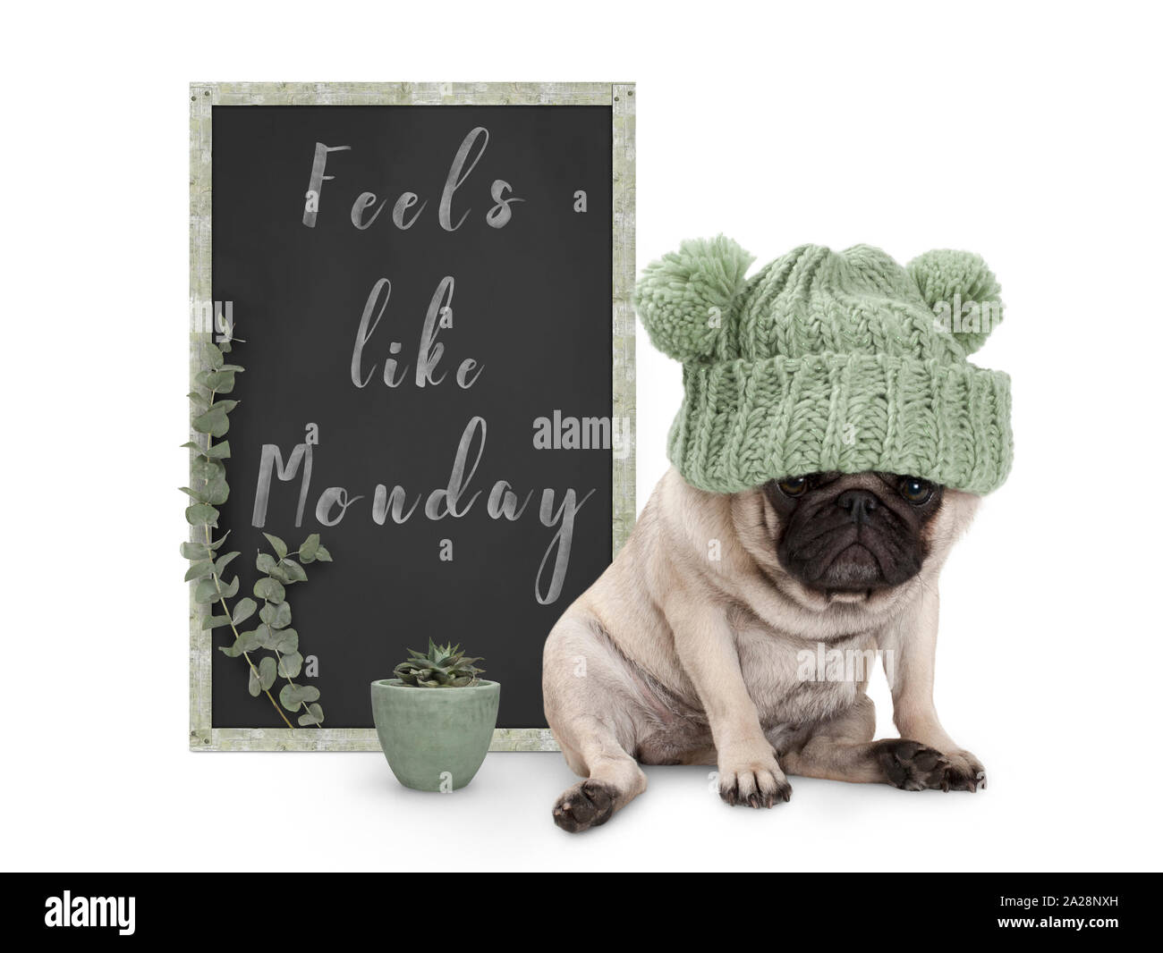 Cute grumpy Mops Welpe Hund mit schlechten Montag morgen stimmung, neben Blackboard Schild mit Text zu sitzen fühlt sich an wie Montag, auf weißem Hintergrund Stockfoto