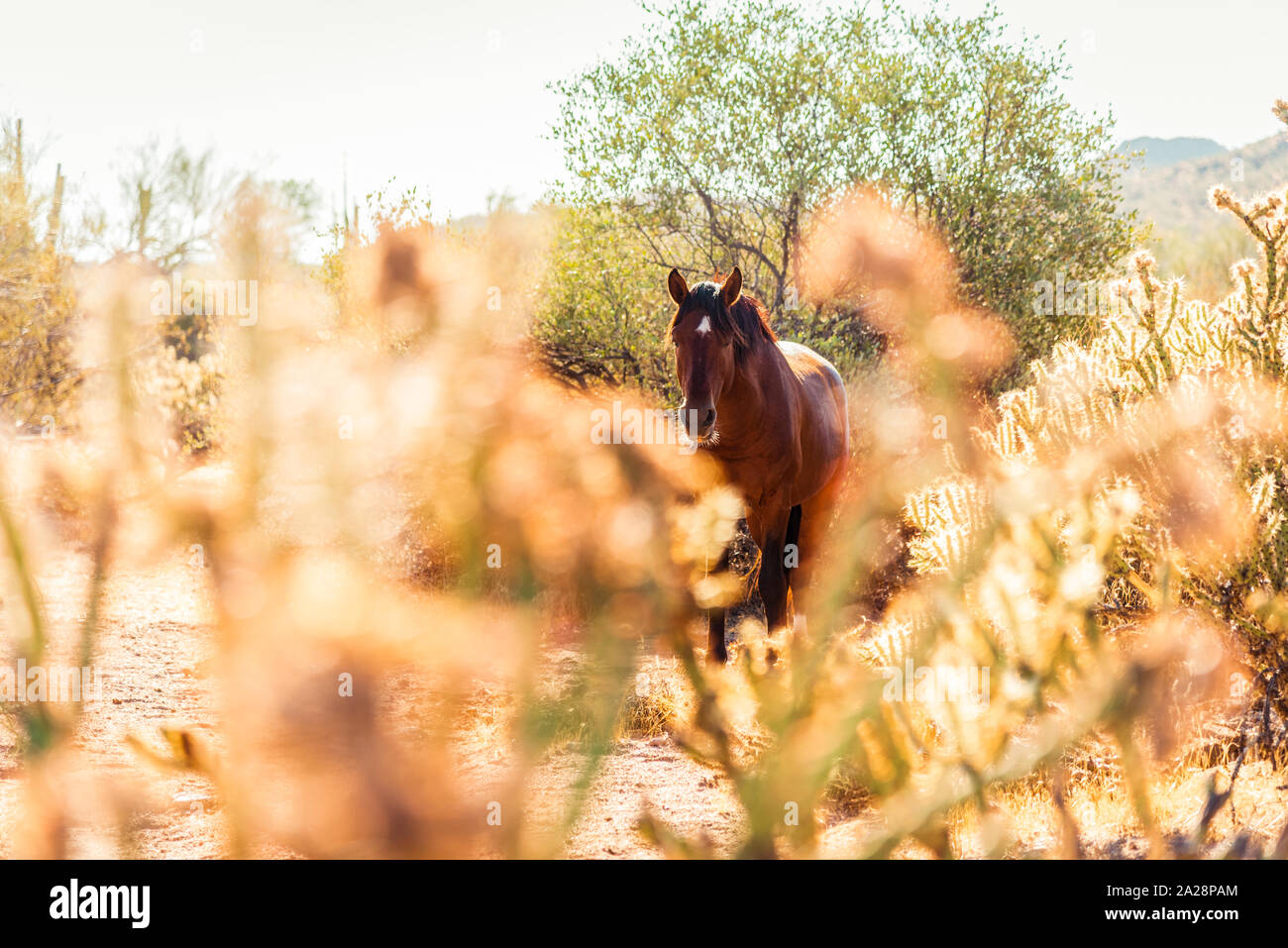Braun Wild Horse hinter goldenen cholla Kakteen am unteren Salt River Recreation Area, Arizona. Stockfoto