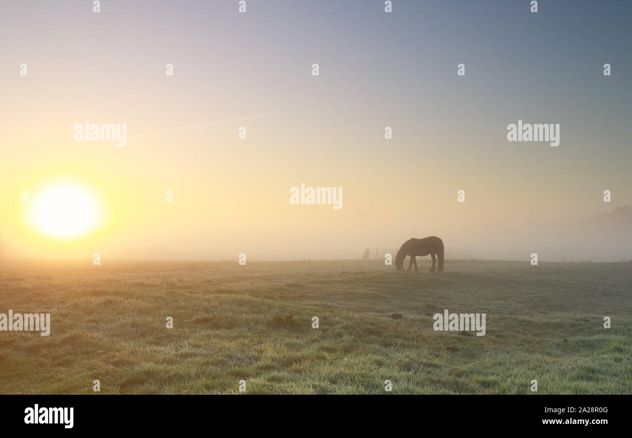 Pferde grasen auf der Weide im dichten Nebel bei Sonnenaufgang Stockfoto