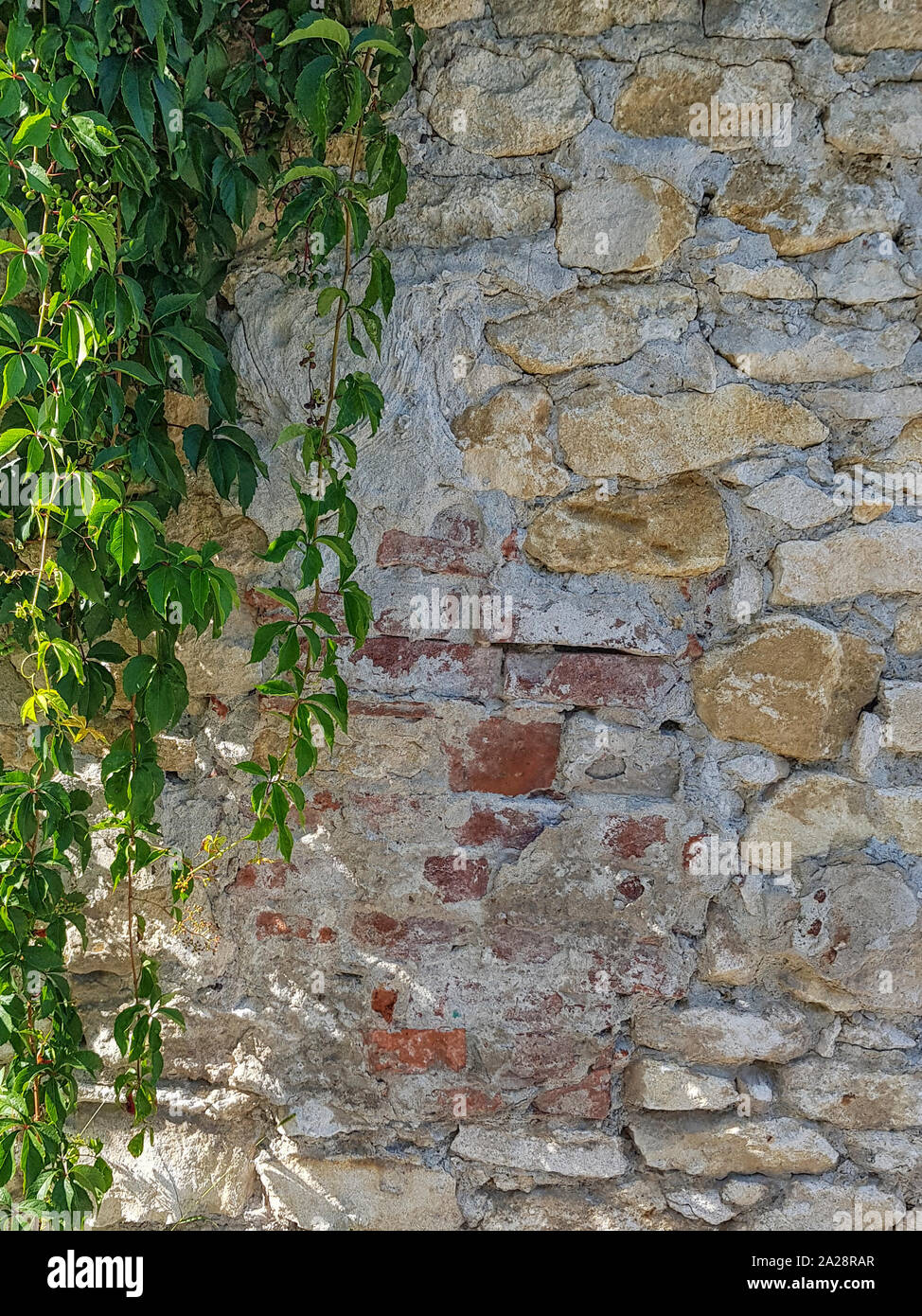 Grobe Mauer und mit grünem Efeu auf der rechten Seite des Bildes. Guter Hintergrund Bild. Stockfoto