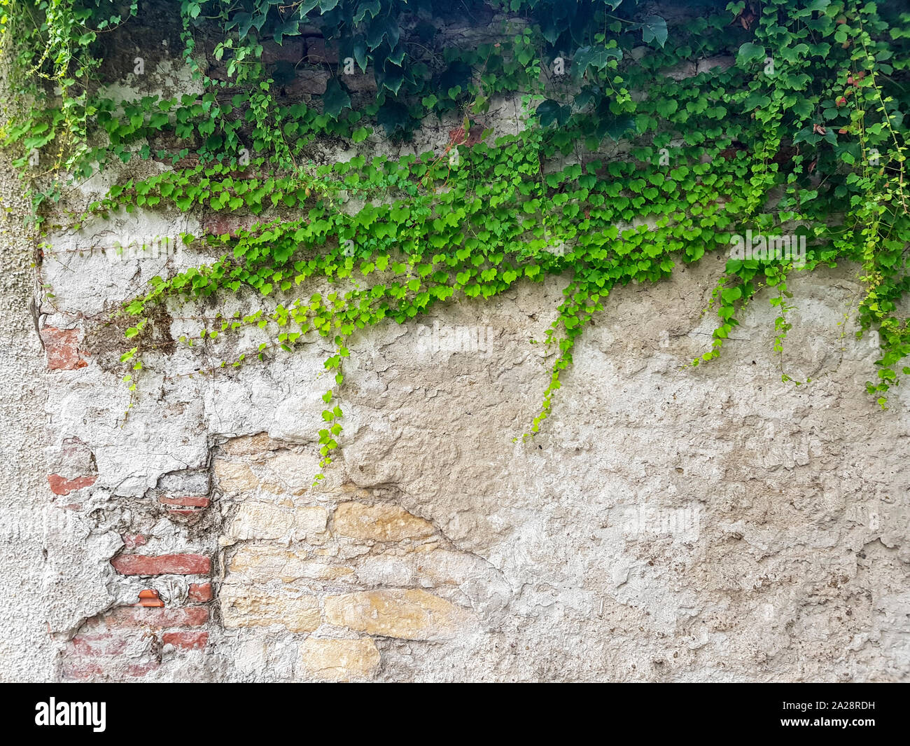 Grobe Mauer und mit grünem Efeu auf der rechten Seite des Bildes. Guter Hintergrund Bild. Stockfoto