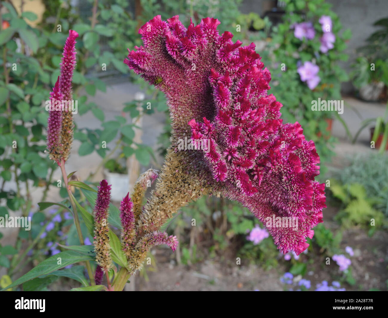 Lila Hahnenkamm im Garten Celosia argentea cristata Stockfoto