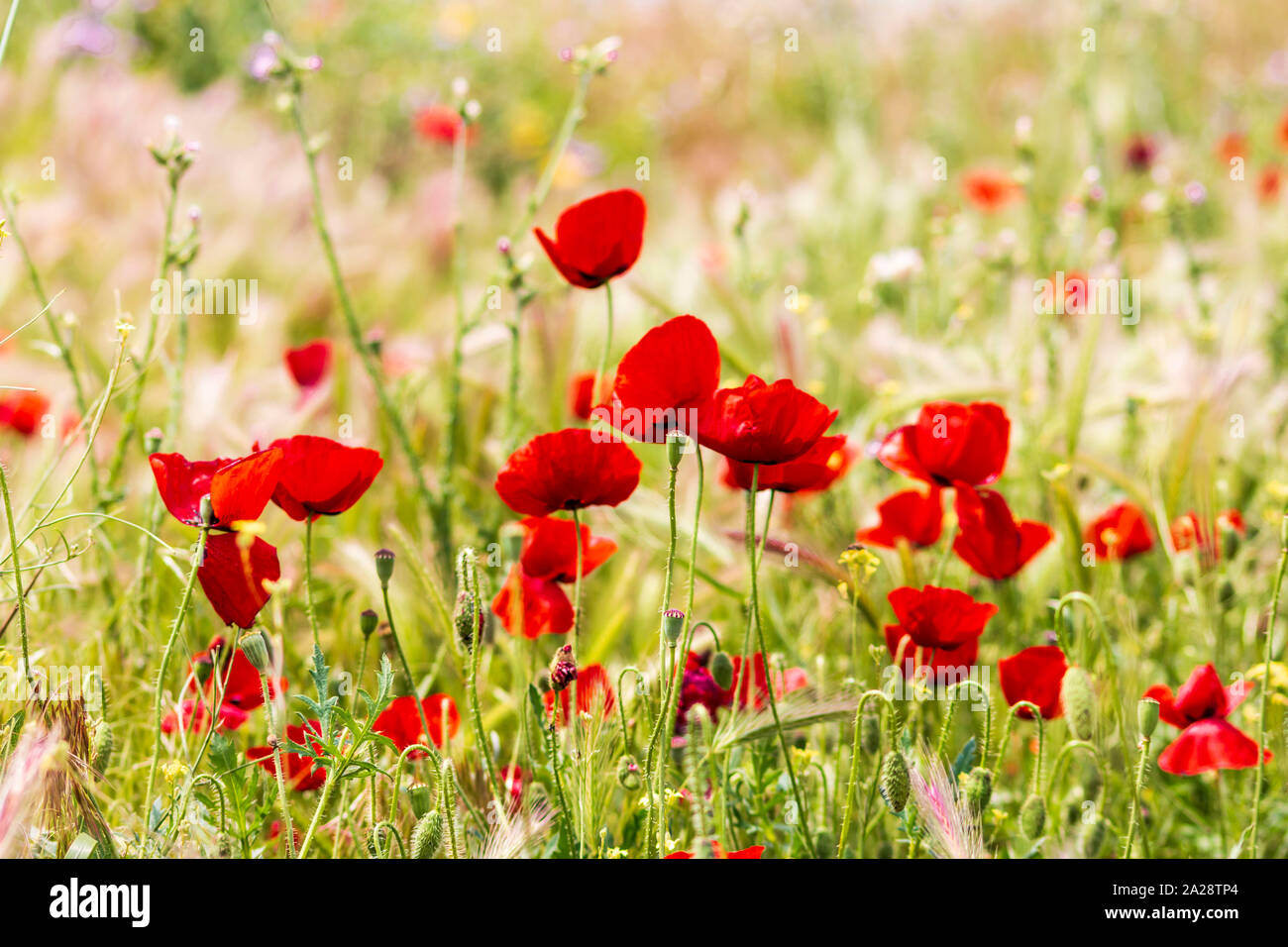 Natur Mohnblumen im grünen Feld Stockfoto