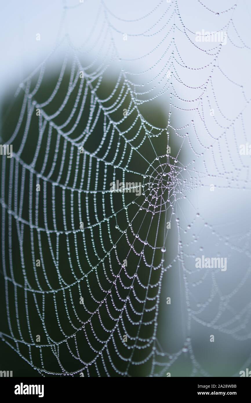 Winter Nebel Bejeweling ein Spinnen Web. Exeter Krematorium, Devon, Großbritannien. Stockfoto