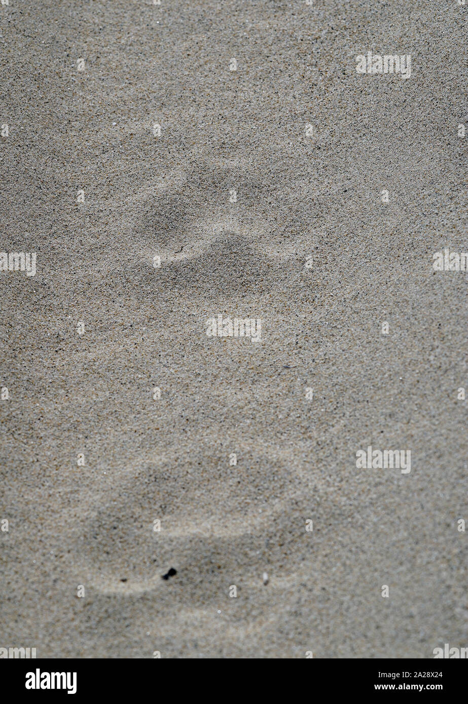 Spuren von Amur o Sibirische Tiger, Phantera tigris altaica, am Strand (Wild). Lazovsky Nature Reserve, sikhote-alin Primorski Krai. Russland, Asien Stockfoto