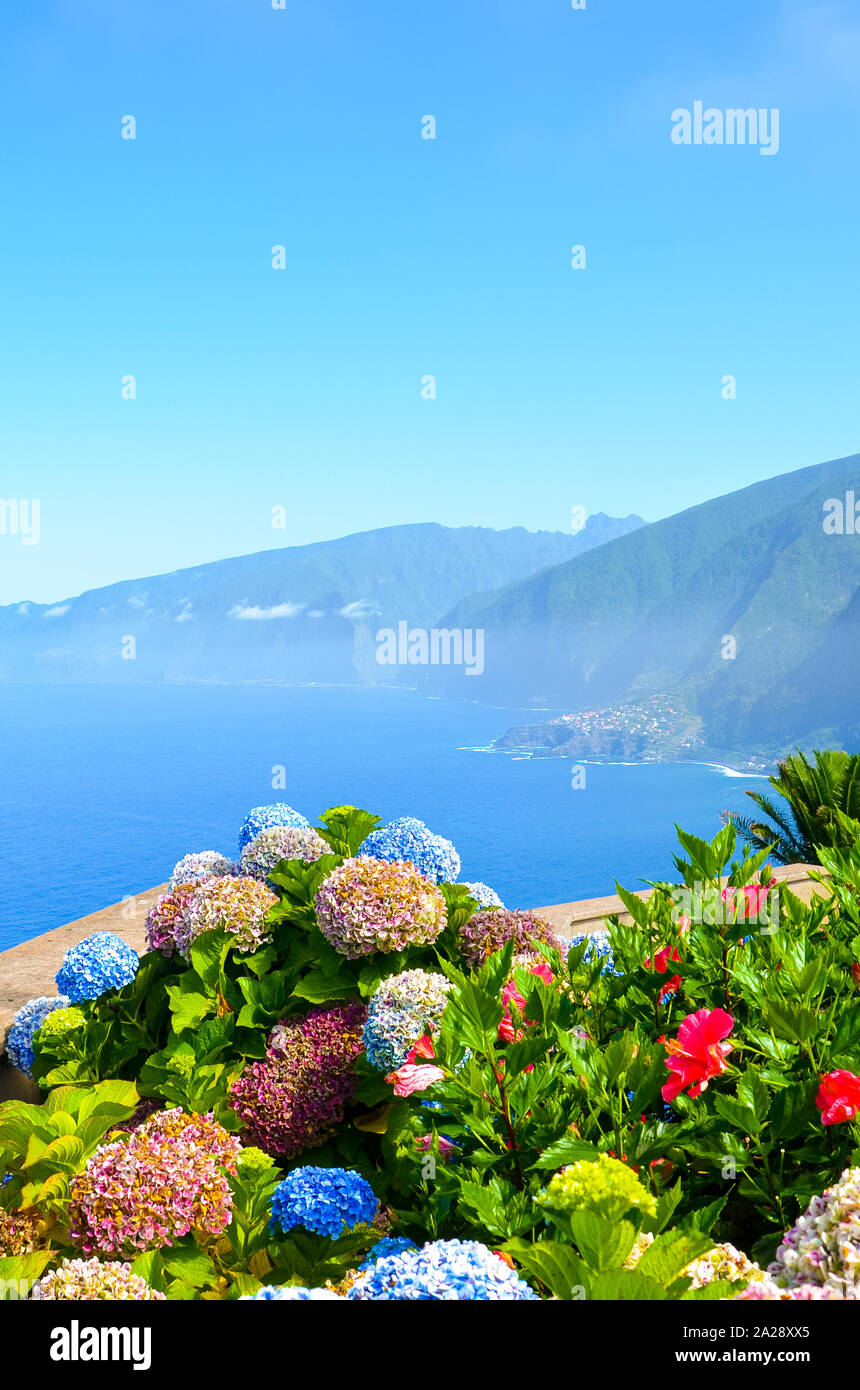 Farbenprächtige Hortensienblüten und der schönen Nordküste der Insel Madeira, Portugal. Typische Hortensia Blume. Erstaunliche Küste von Ribeira da JANELA. Atlantik Landschaft. Dunst im Hintergrund. Stockfoto