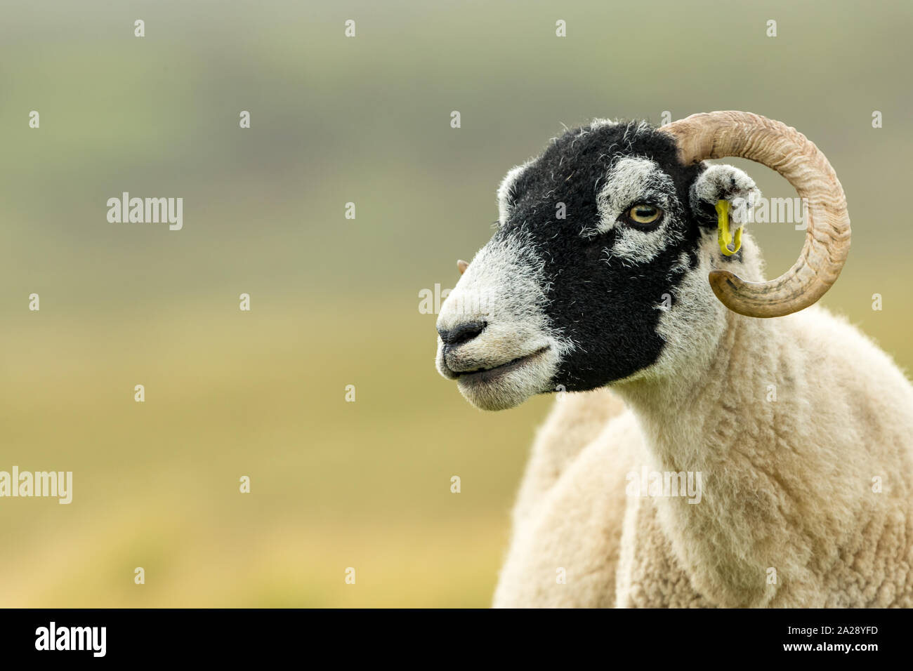 Swaledale Ewe, weibliche Schafe, mit geschweiften Hörner im Sommer mit geschoren Fleece und nach links. Close Up. Unscharfe, sauber Hintergrund. Landschaft. Platz kopieren Stockfoto