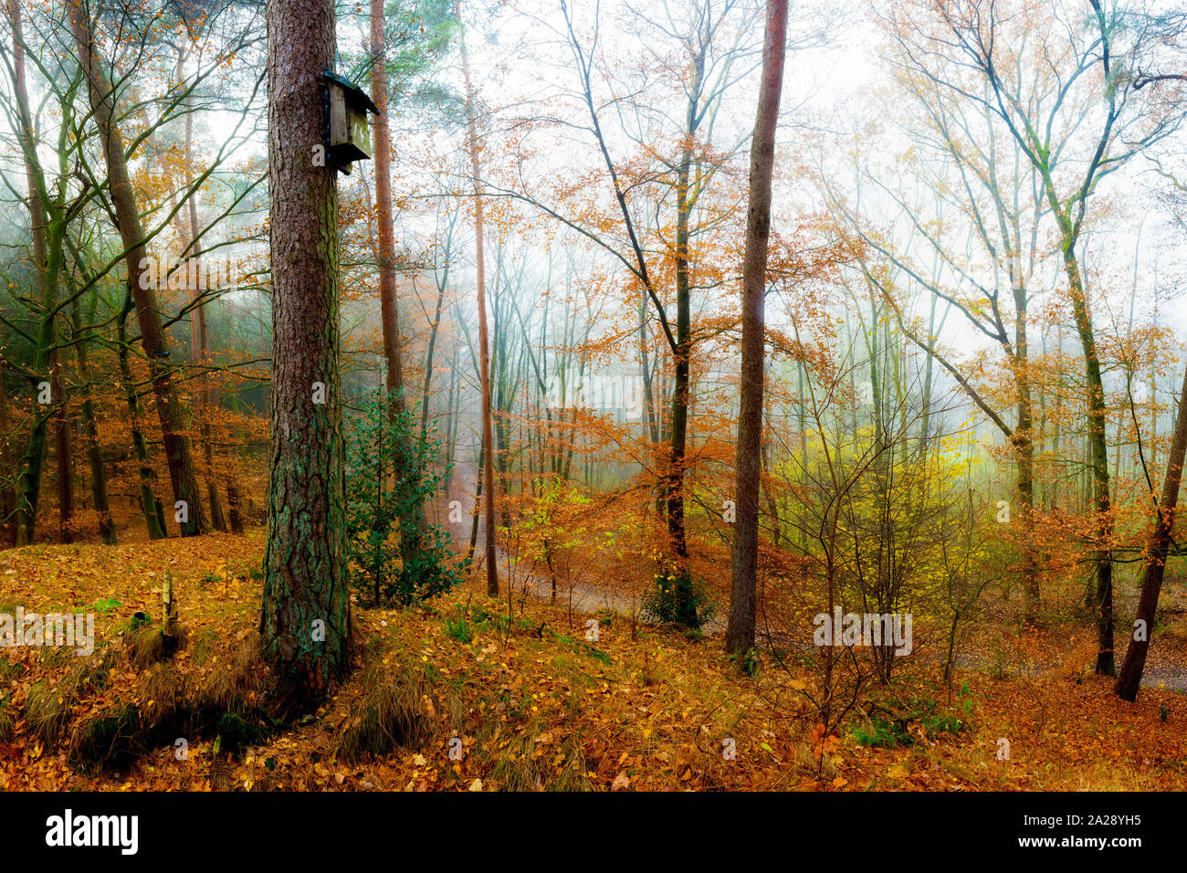 Baum mit Vogelhaus im nebeligen Herbstwald Stockfoto