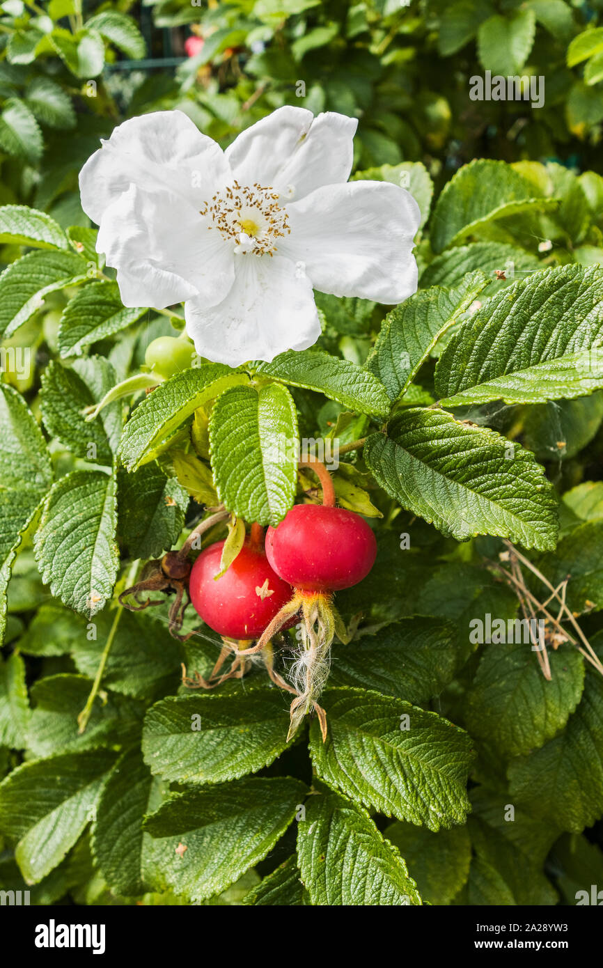 Rosa rugosa Alba, blühende mit Obst. Stockfoto