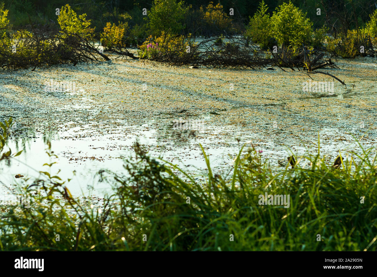 Grünen Sumpf. Die Sonne ist Peaking durch das dichte Laub eine wunderschöne natürliche Landschaft offenbaren Stockfoto