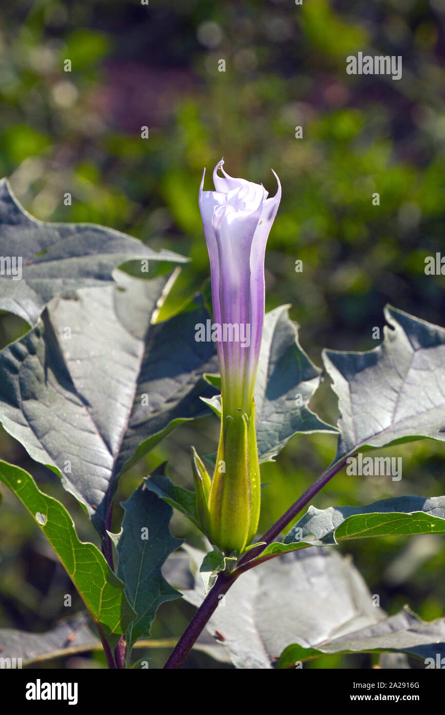 In der Nähe der schön und anmutig, aber giftige und gefährliche Jimson Weed Blüte im Sommer. Stockfoto